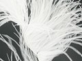 Pióra strusie - White