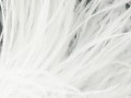 Pióra strusie - White