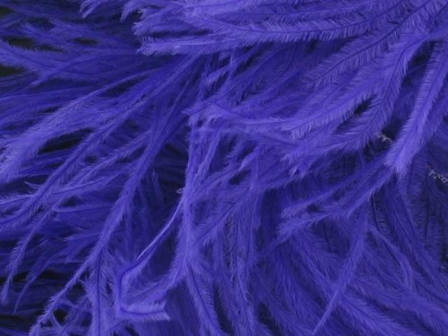 Pióra strusie - Purple rain