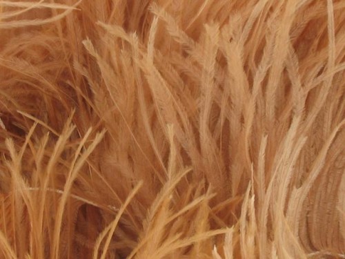 Pióra strusie - Cappuccino