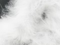 Boa marabut White