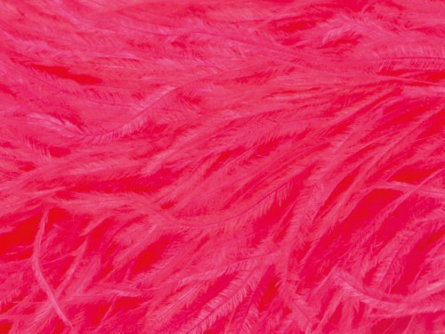 Pióra strusie - Pink Tropicana